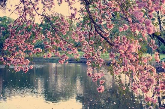 Wachirabenchathat Park